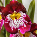 "Gladys Fumiko" Orchid – United States Botanic Garden, Washington, D.C.