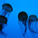 Jellyfish Ballet