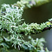Apple-tree lichen