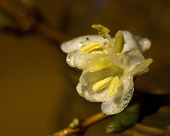 Winter-flowering honeysuckle