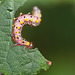 Pretty Pink Sawfly Larva