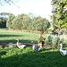 geese in the garden