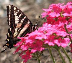 Swallowtail Butterfly on Verbena