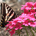 Swallowtail Butterfly on Verbena