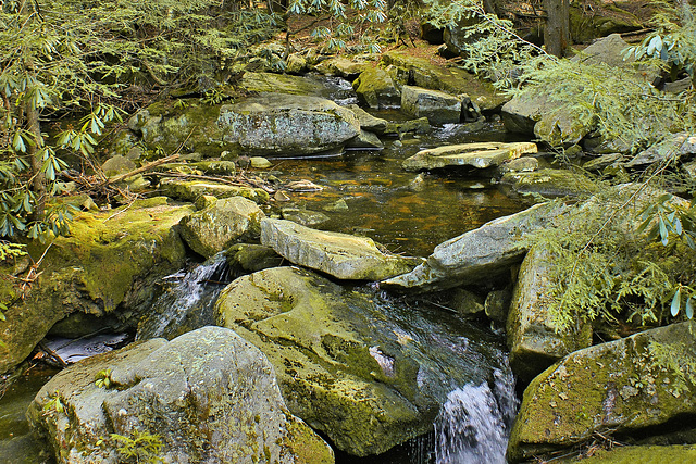 A Pool in the Forest – Blackwater Falls State Park, Davis, West Virginia