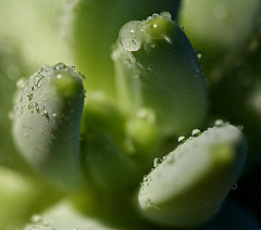 Raindrops on succulent
