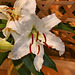 Gilding the Lily – Ikebana Exhibition, National Arboretum, Washington D.C.