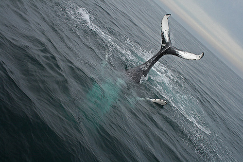 Humpback Whale - Húsavík