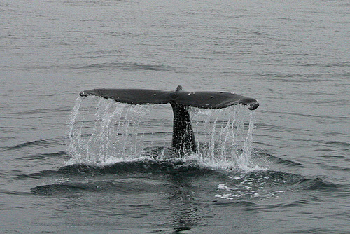 Humpback Whale - Húsavík