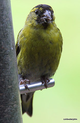 Siskin with its mouth full of niger seeds 4892843587 o
