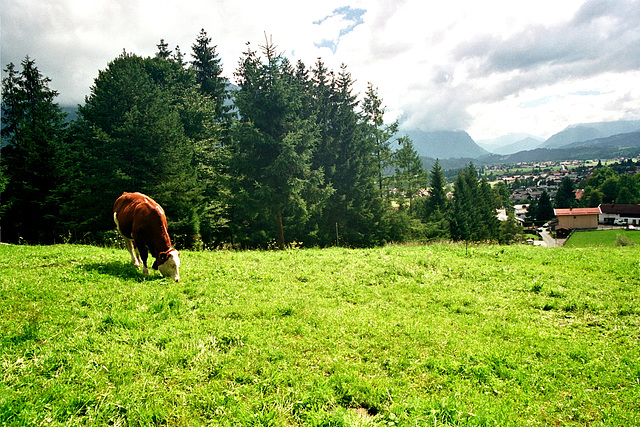 Wallgau cow