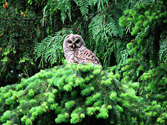 Barred Owl/Pacific NW