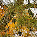 Scrub Pine – Fern Valley, National Arboretum, Washington D.C