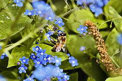 Siberian Bugloss – Botanic Gardens, Denver, Colorado