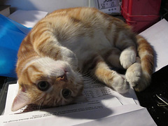 Chompuss helps with the paperwork