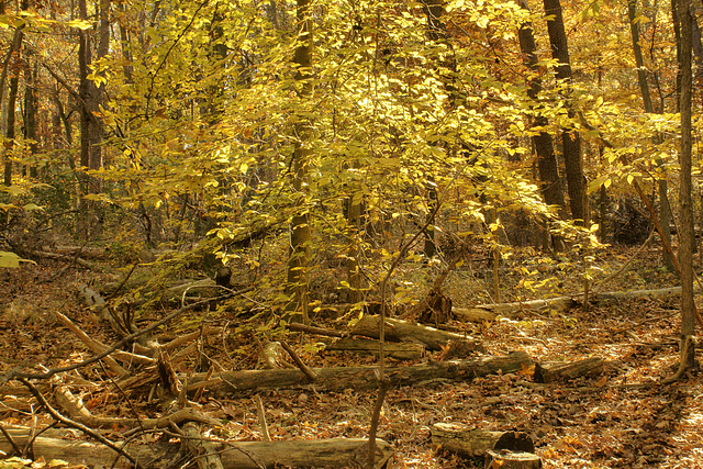 Pick-up Sticks – Greenbelt National Park, Greenbelt, Maryland