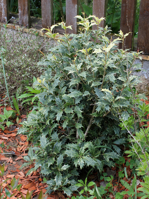 Osmanthus heterophyllus ' Goshiki'