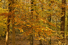 Sun-Dappled Leaves – Greenbelt National Park, Greenbelt, Maryland