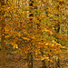 Sun-Dappled Leaves – Greenbelt National Park, Greenbelt, Maryland