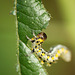 S is for Sawfly Larva