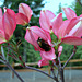 Bumble Bee in a Dogwood Flower