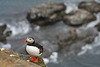 Puffin at clifftop