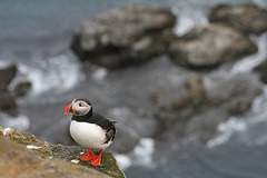 Puffin at clifftop