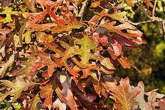 White Oak, Red Leaves – National Arboretum, Washington D.C
