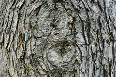 Silver Maple Bark – Botanic Gardens, Denver, Colorado