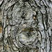 Silver Maple Bark – Botanic Gardens, Denver, Colorado