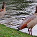 duck, victoria park, london