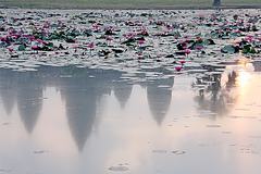 The lily pond at Angkor Wat