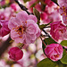 "Brandywine" Crabapple Blossoms – Botanic Gardens, Denver, Colorado