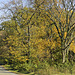 Autumn on Hickey Lane – National Arboretum, Washington D.C