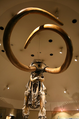 A towering mammoth
