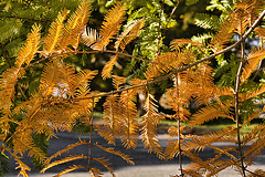 Golden Needles – National Arboretum, Washington D.C
