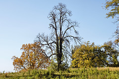 Leaves on the Tree of Life – National Arboretum, Washington D.C