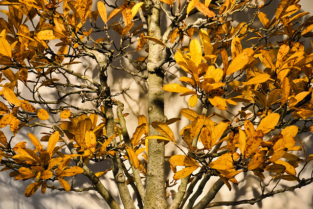 Bonsai Japanese Magnolia – National Arboretum, Washington D.C