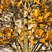 Bonsai Japanese Magnolia – National Arboretum, Washington D.C