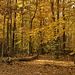 On the Dogwood Nature Trail – Greenbelt National Park, Greenbelt, Maryland