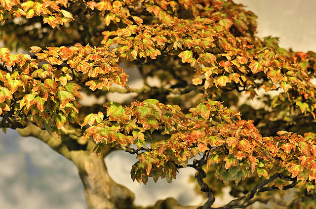 Bonsai Trident Maple – National Arboretum, Washington D.C