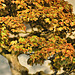 Bonsai Trident Maple – National Arboretum, Washington D.C