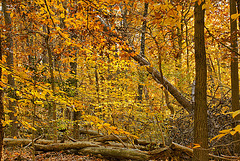 The Autumn Leaves – Greenbelt National Park, Greenbelt, Maryland