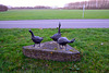 Bronze geese