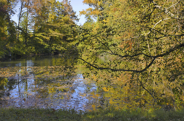 The Pond on Hickey Lane in Autumn – National Arboretum, Washington D.C