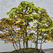 Bonsai Red Maple – National Arboretum, Washington DC