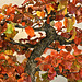 Bonsai Bradford Pear Tree – National Arboretum, Washington D.C