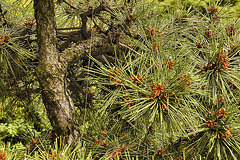 Japanese Black Pine – National Arboretum, Washington DC