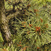 Japanese Black Pine – National Arboretum, Washington DC
