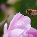 Honey Bee in Flight